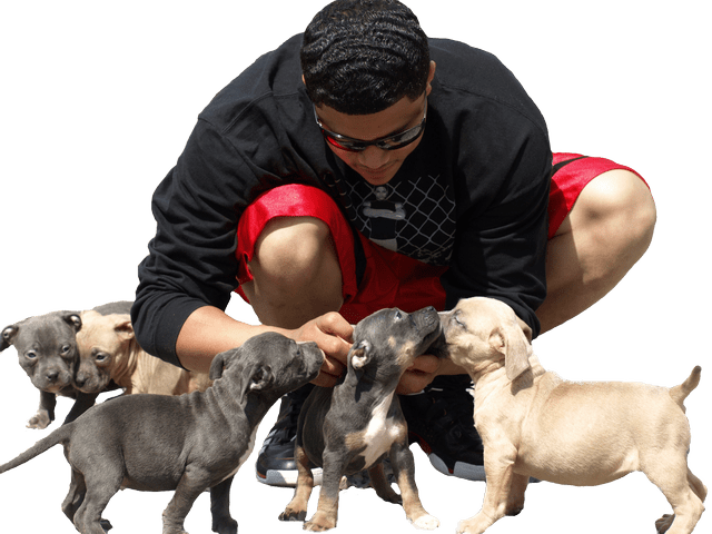 Mr Pitbull Puppies