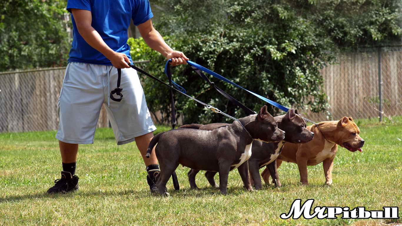 PITBULLS FOR SALE MICHIGAN, PITBULL PUPPIES FOR SALE IN MICHIGAN