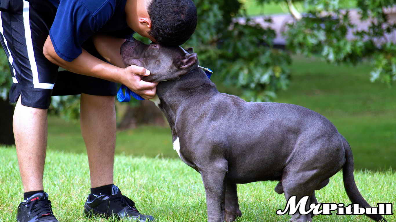 BLUE NOSE PITBULLS TEXAS, TX, BLUE PITBULL PUPPIES, FOR SALE, RED NOSE