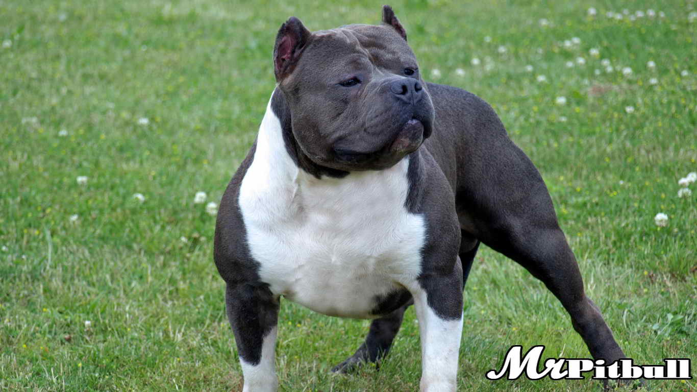 RAZOR'S EDGE PITBULLS