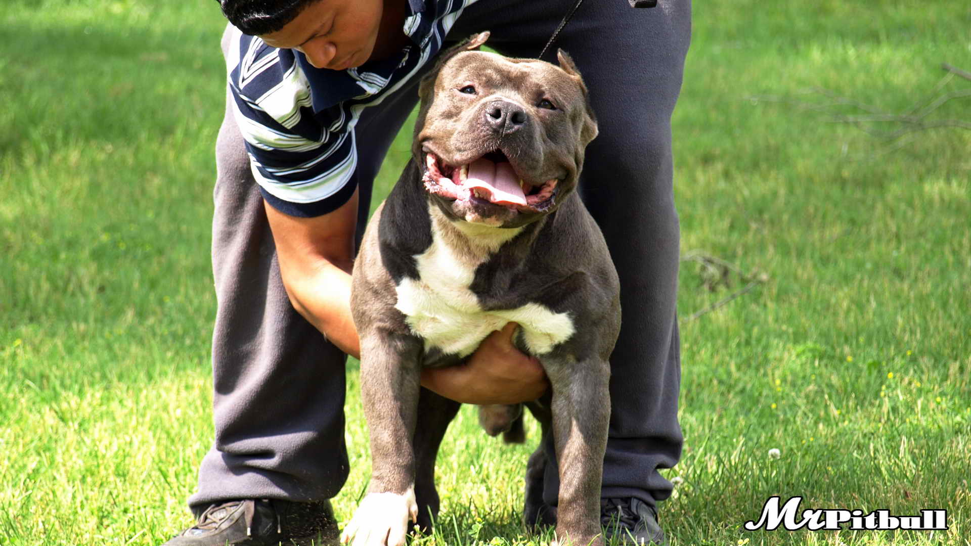 Pitbull Training Dog Training