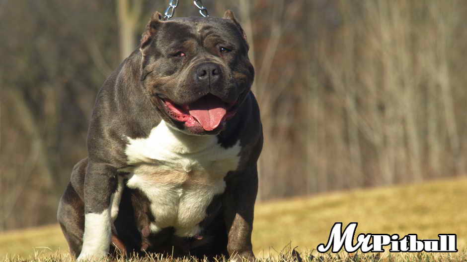 CLICK TO ENLARGE Huge Pitbulls