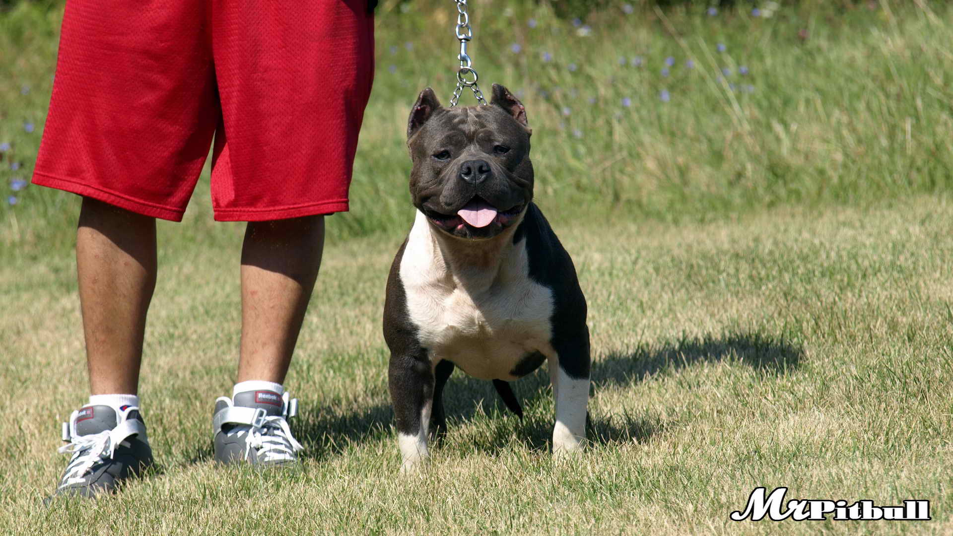 POCKET PITBULLS HIGH DEFINITION PICTURES