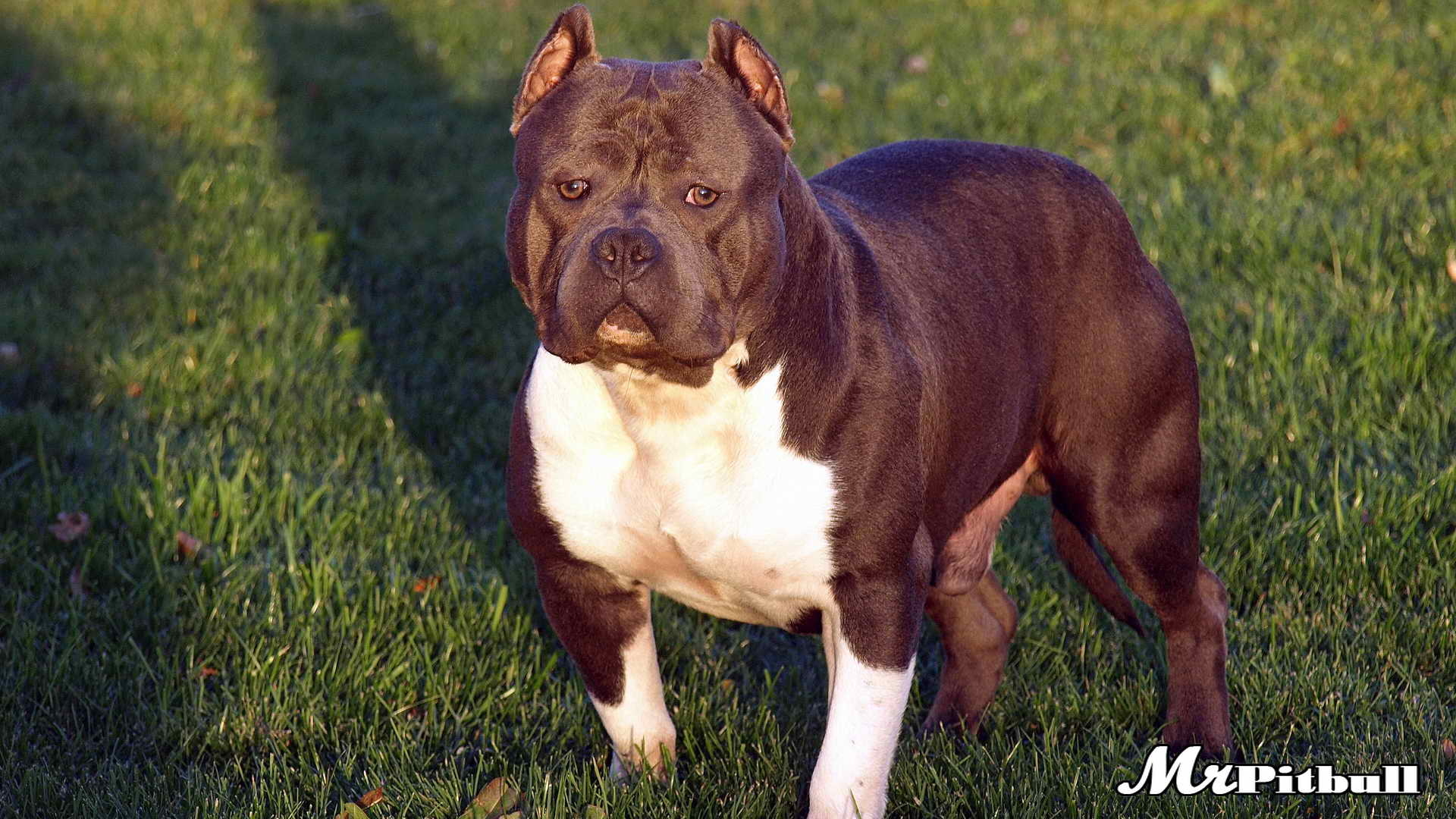 BLUE PITBULLS FOR SALE PITBULL PUPPIES BLUE NOSE PITBULL KENNEL BLUE PITBULLS FOR SALE PITBULL PUPPIES BLUE NOSE PITBULL KENNEL
