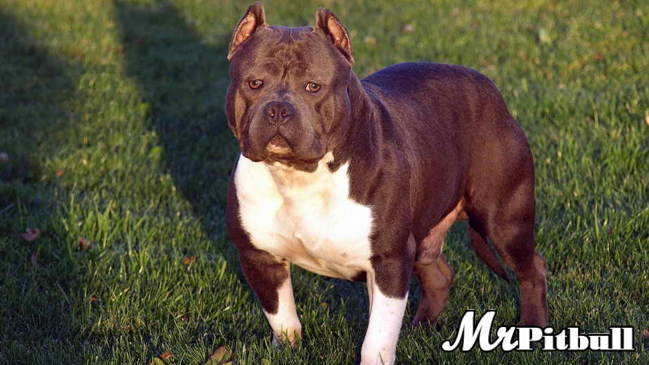 CLICK TO ENLARGE beautiful razor's edge pitbull
