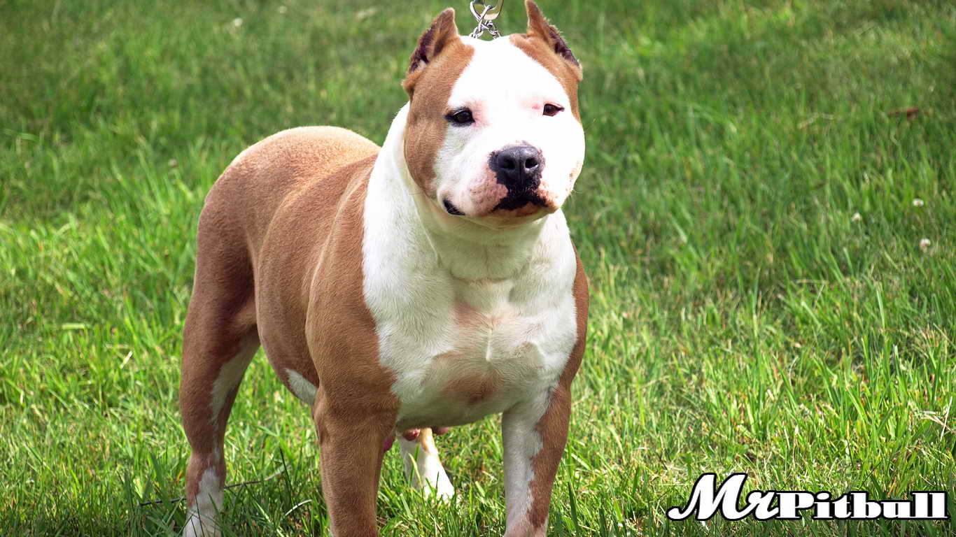 RAZOR'S EDGE PITBULLS