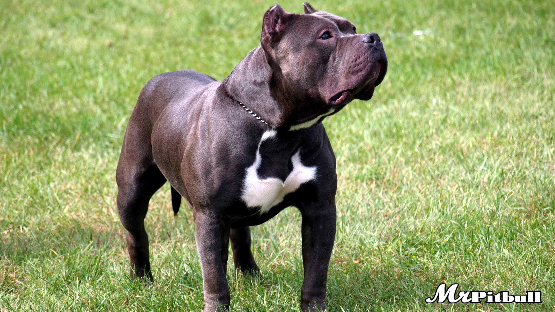 RAZOR'S EDGE PITBULLS