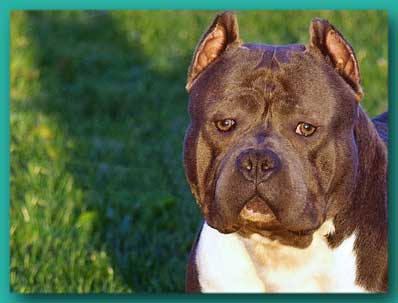 beautiful pitbull dog