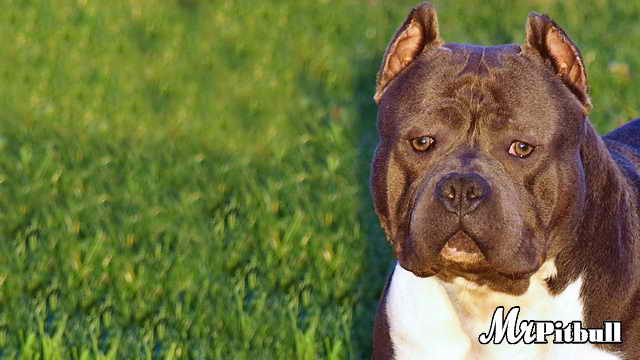 razor's edge pitbull