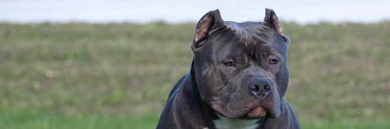 pitbulls