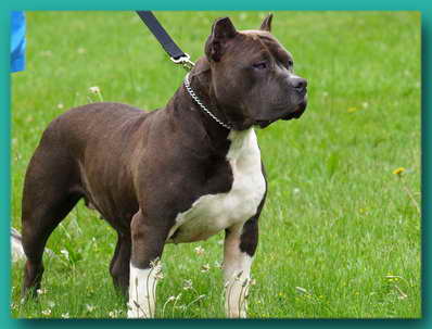 remyline pitbull female remyline pitbull female