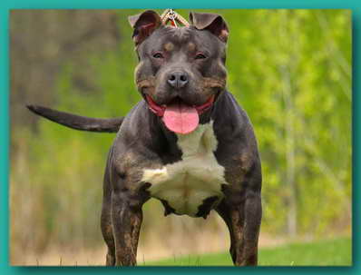pitbull daughter of bra'tac pitbull daughter of bra'tac