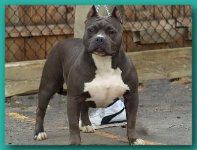 pocket female pitbull