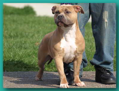 american bully pitbull
