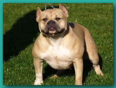 razors edge female pitbull bully female pitbull