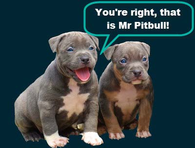 pretty pitbull puppies