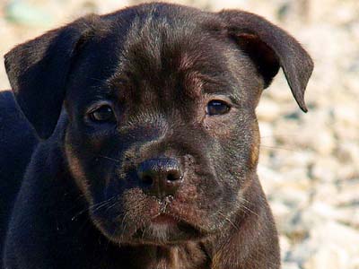 CLICK TO ENLARGE Pitbull Puppy for sale
