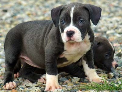 PITBULL PUPPY