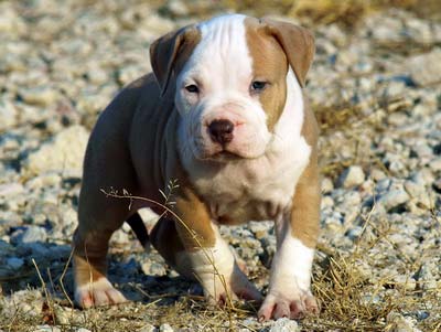 CLICK TO ENLARGE beautiful-white-pitbull-puppy