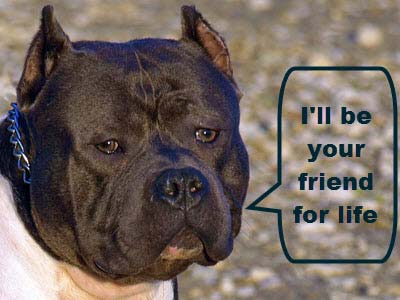 CLICK TO ENLARGE Pitbull man's best friend