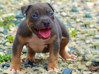 cute tri-color puppy