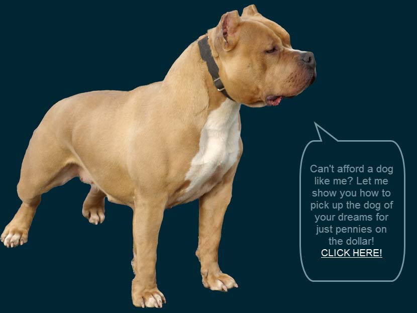 american bully pitbull