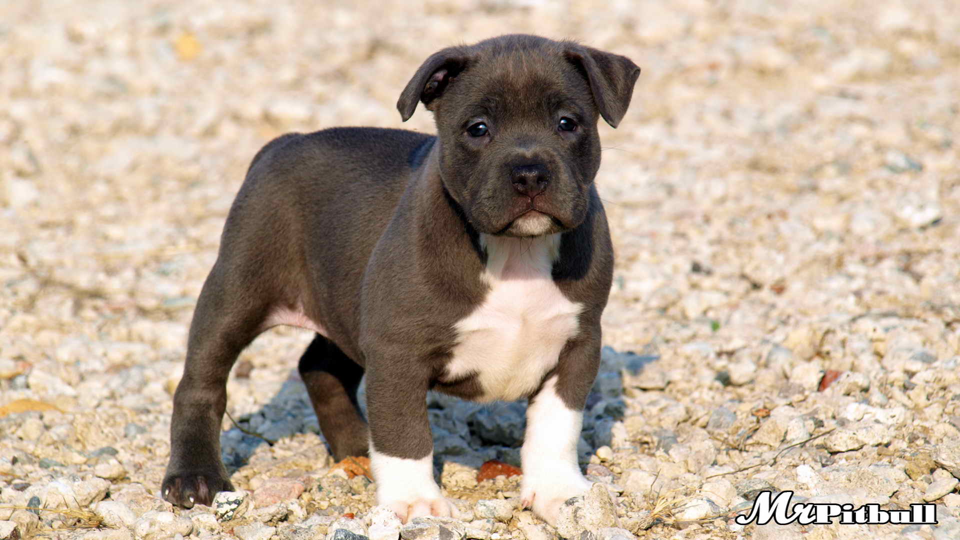 PITBULL BREEDING INFORMATION