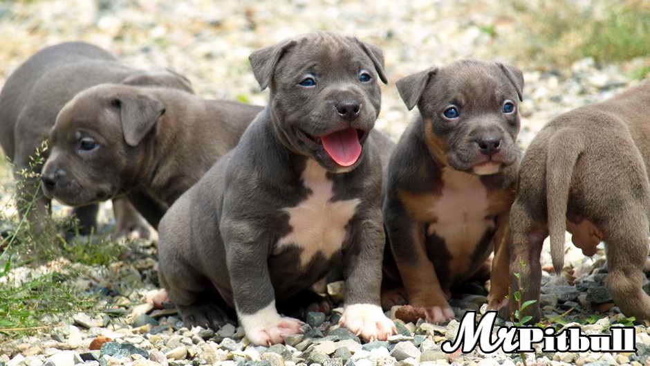 CLICK TO ENLARGE Tell me that these aren't the cutest puppies you have ever seen!