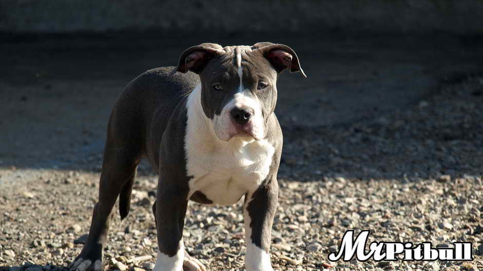 CLICK TO ENLARGE gator pit bull puppy