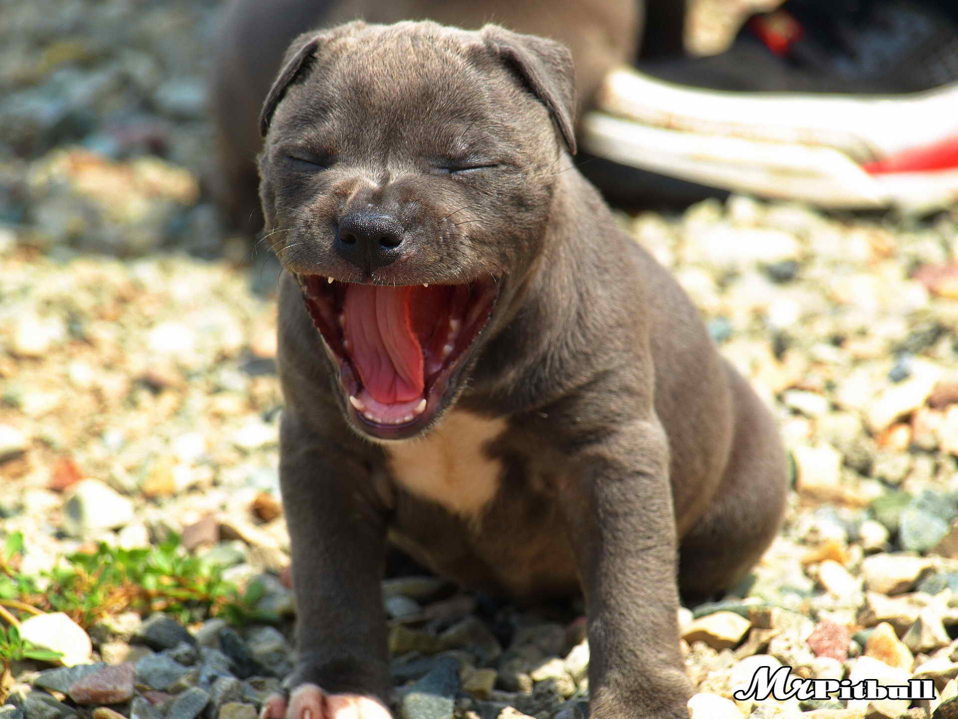 COLITIS IN DOGS TREATMENT AND CURE