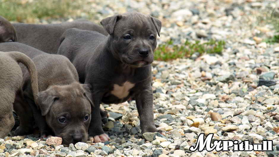 26 Razor Edge Pitbull Puppies Pictures