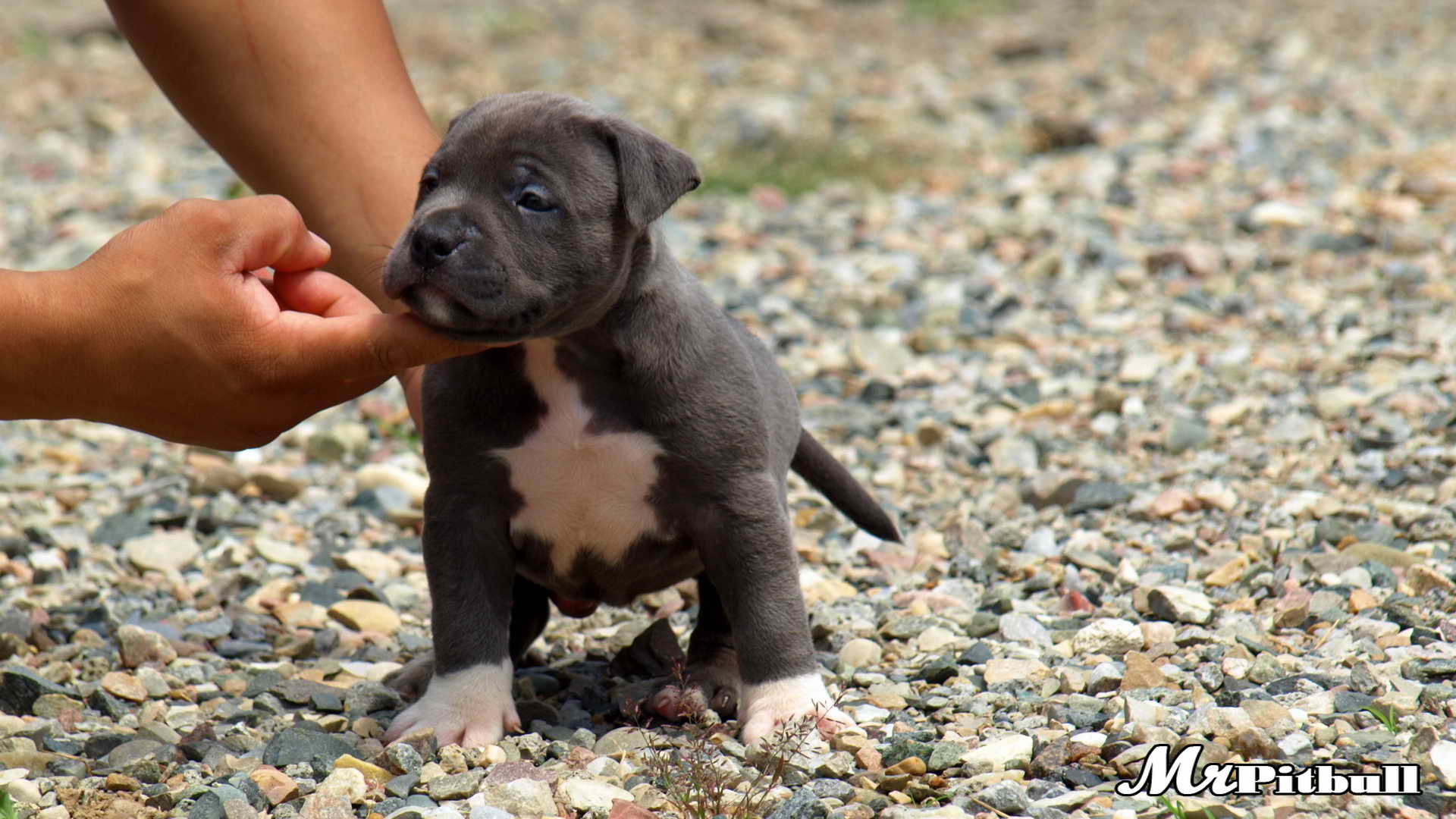 RAZOR'S EDGE PITBULL PUPPIES