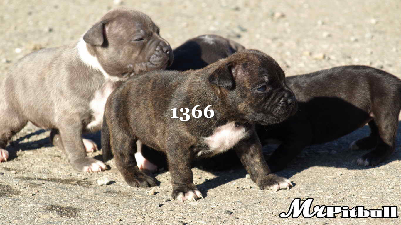 RAZOR'S EDGE PITBULL PUPPIES