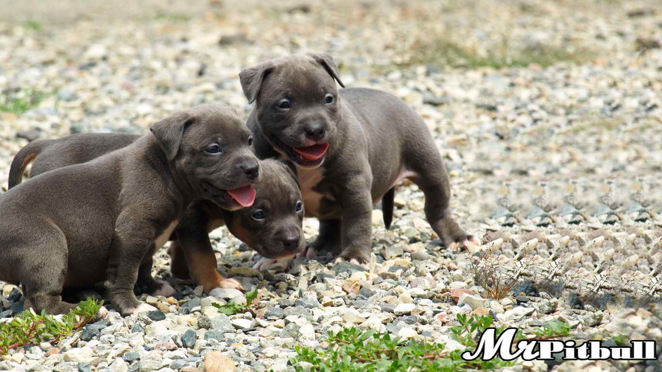 RAZOR'S EDGE PITBULL PUPPIES