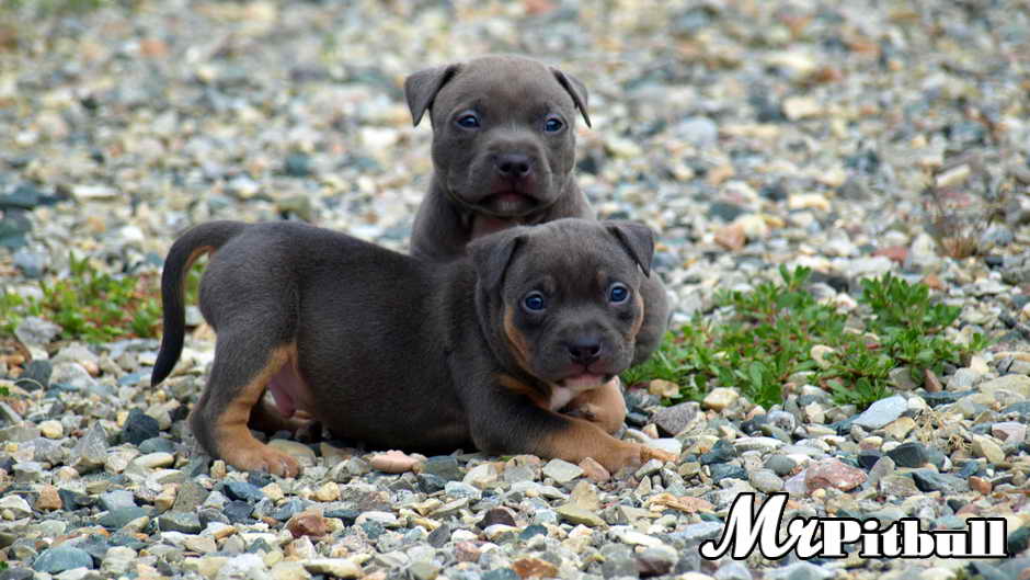 Remyline puppies for sale sales