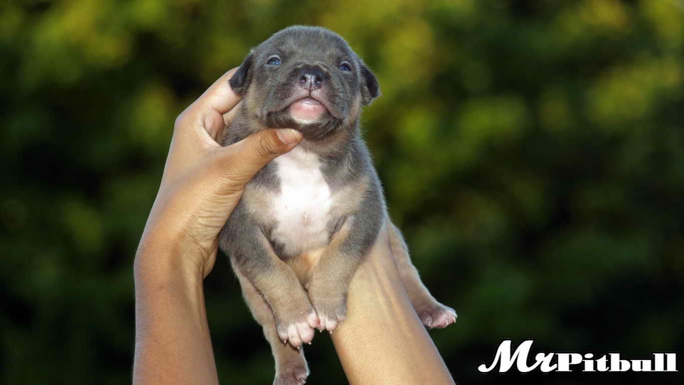 BLUE PITBULLS, NORTH CAROLINA, NC, BLUE PITBULL PUPPIES, FOR SALE